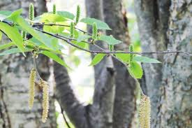 Attēlu rezultāti vaicājumam “Betula humilis female flower”