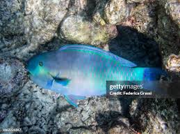 Image result for Chlorurus perspicillatus