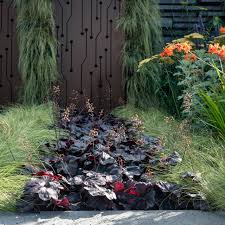 Image result for Heuchera `Midnight Rose`