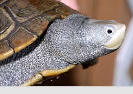 Image result for Malaclemys terrapin