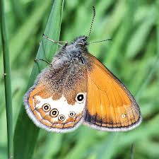 Attēlu rezultāti vaicājumam “Coenonympha arcania”