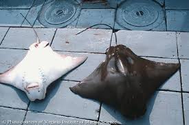 Image result for Rhinoptera brasiliensis