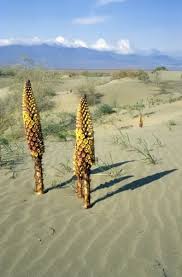 Attēlu rezultāti vaicājumam “Orobanchaceae”