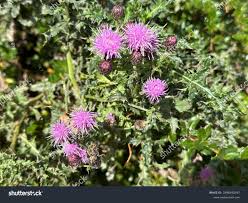 Attēlu rezultāti vaicājumam “Cirsium acaule leaf”