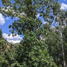 Attēlu rezultāti vaicājumam “Populus x jackii flower”