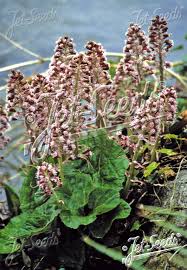 Attēlu rezultāti vaicājumam “Petasites hybridus leaf”