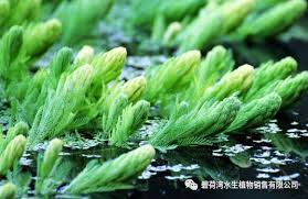 「金魚藻」的圖片搜尋結果