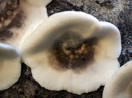 Attēlu rezultāti vaicājumam “Bjerkandera adusta”