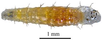 Attēlu rezultāti vaicājumam “Eupeodes nielseni”