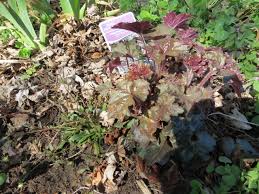 Image result for HEUCHERA americana 'Palace Purple Auslese'