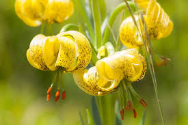 Attēlu rezultāti vaicājumam “Lilium martagon bud”