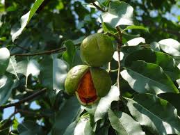 Attēlu rezultāti vaicājumam “Badhamia capsulifera var. arborea sessile”