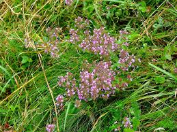 Attēlu rezultāti vaicājumam “Thymus serpyllum”