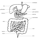 Anatomy and Physiology of Animals/The Gut and Digestion ...