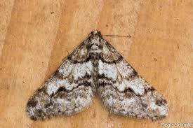 Attēlu rezultāti vaicājumam “Agriopis leucophaearia”