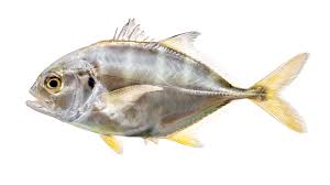 Image result for Caranx hippos