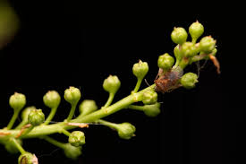 Attēlu rezultāti vaicājumam “Kleidocerys resedae imago”