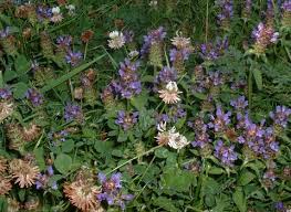 Attēlu rezultāti vaicājumam “Prunella vulgaris flower”
