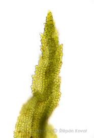 Attēlu rezultāti vaicājumam “Didymodon rigidulus”