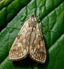 Attēlu rezultāti vaicājumam “Elophila nymphaeata”