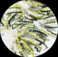 Attēlu rezultāti vaicājumam “Sordaria fimicola”