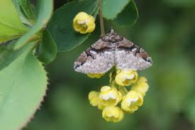 Attēlu rezultāti vaicājumam “Pareulype berberata”