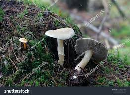 Attēlu rezultāti vaicājumam “Stropharia hornemannii”