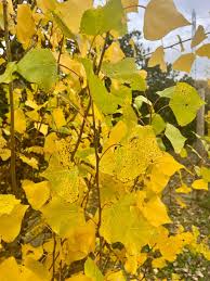 Attēlu rezultāti vaicājumam “Populus nigra Italica”