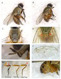 Attēlu rezultāti vaicājumam “Muscidae”