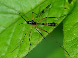 Attēlu rezultāti vaicājumam “Ptychoptera sp.”