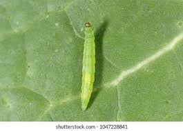 Attēlu rezultāti vaicājumam “Plutellidae”