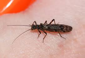 Attēlu rezultāti vaicājumam “Tenthredo scrophulariae exuvia”