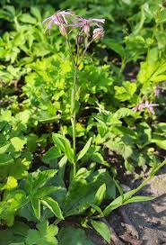 Attēlu rezultāti vaicājumam “Silene borysthenica bud”