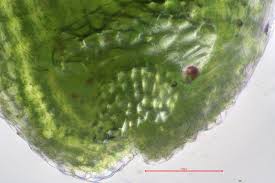 Attēlu rezultāti vaicājumam “Riccia rhenana”