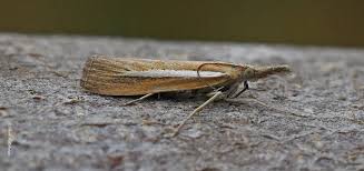 Attēlu rezultāti vaicājumam “Agriphila selasella”