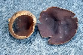 Attēlu rezultāti vaicājumam “Leskea polycarpa sporophyte”