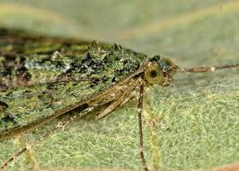 Attēlu rezultāti vaicājumam “Chloroclysta siterata”