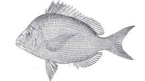 Image result for Stenotomus chrysops