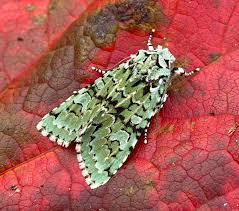 Attēlu rezultāti vaicājumam “Griposia aprilina”