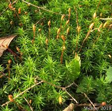 Attēlu rezultāti vaicājumam “Polytrichum commune”