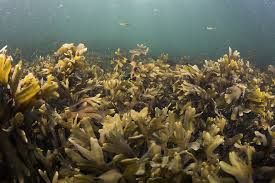 Attēlu rezultāti vaicājumam “Fucus vesiculosus”