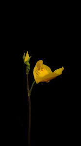 Attēlu rezultāti vaicājumam “Utricularia intermedia bud”