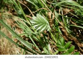 Attēlu rezultāti vaicājumam “Argentina anserina leaf”