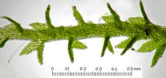 Attēlu rezultāti vaicājumam “Cephaloziella hampeana”