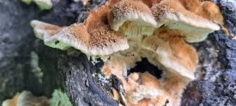 Attēlu rezultāti vaicājumam “Inonotus rheades”