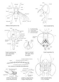 Attēlu rezultāti vaicājumam “Dictenidia bimaculata male”