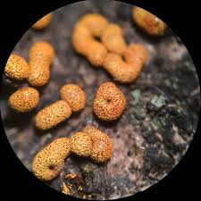 Attēlu rezultāti vaicājumam “Badhamia affinis sessile”