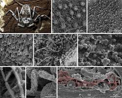 Attēlu rezultāti vaicājumam “Aranei exuvia”