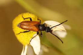 Attēlu rezultāti vaicājumam “Pseudovadonia livida”