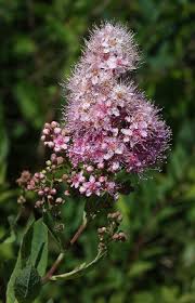 Attēlu rezultāti vaicājumam “Spiraea salicifolia flower”